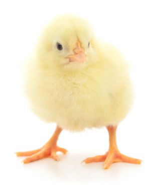 Beyaz arka planda küçük bir tavuk