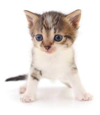Beyaz arka planda izole edilmiş küçük kahverengi kedi yavrusu.