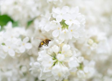 Doğa geçmişi. Bal arısı ve beyaz leylak çiçekleri.