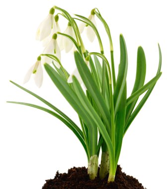 bahar kardelen çiçekleri beyaz arkaplanda izole.