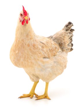 Genç kahverengi tavuk beyaz arka planda izole edildi.