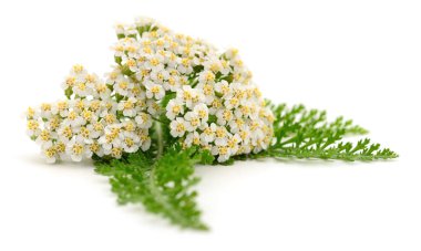 Yarrow fabrikasının yakın planı beyaz arkaplanda izole edildi. 