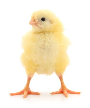 Beyaz arka planda küçük bir tavuk
