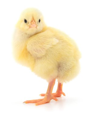 Beyaz arka planda küçük bir tavuk