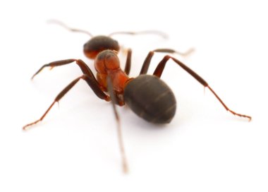 Beyaz arka plan üzerinde izole kahverengi orman karınca.