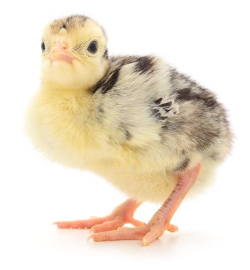 Beyaz arka planda izole edilmiş şirin yeni doğmuş tavuk hindisi..