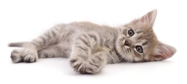 Beyaz arka planda izole edilmiş küçük gri kedi yavrusu.