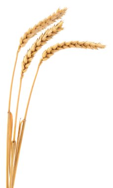 Beyaz arkaplanda yalıtılmış buğday kulakları.