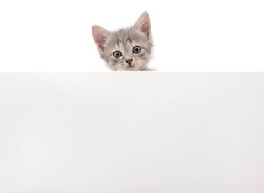 Beyaz arkaplanda boş izole kedi yavrusu.