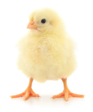 Beyaz arka planda küçük bir tavuk