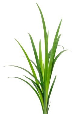 Beyaz arka planda uzun yeşil çimen yaprakları