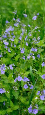 Güzel yaz arkaplanı tipik yaz başlangıcı..