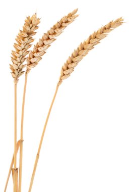 Beyaz arkaplanda yalıtılmış buğday kulakları.