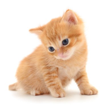 Beyaz arka planda izole edilmiş küçük kahverengi kedi yavrusu.