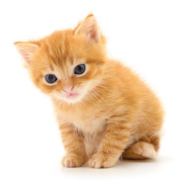 Beyaz arka planda izole edilmiş küçük kahverengi kedi yavrusu.