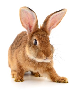 Beyaz arka planda küçük kahverengi tavşan..