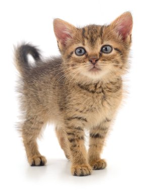 Beyaz arka planda izole edilmiş küçük kahverengi kedi yavrusu.