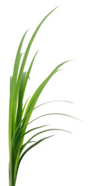 Beyaz arka planda uzun yeşil çimen yaprakları