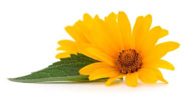 Beyaz arkaplanda iki sarı çiçek. 