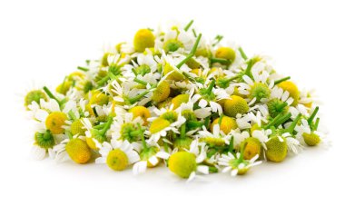 Beyaz arka planda papatya çiçekleri. Bitkisel tıp konsepti. 