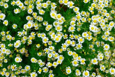 Yeşil çimenler ve çiçek açan papatyalar, baharda bir çimen..