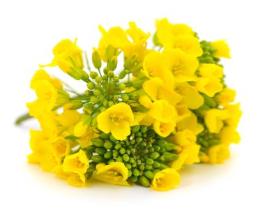 Hardal çiçeği, kanola ya da yağ tohumu. Yakından, beyaz arka planda izole edilmiş..