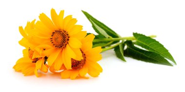 Beyaz arkaplanda üç sarı çiçek. 