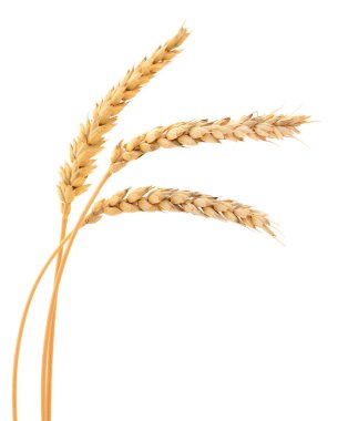 Beyaz arkaplanda yalıtılmış buğday kulakları.