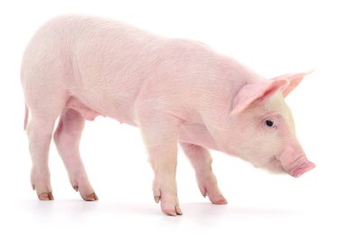 Beyaz arka planda temsil edilen domuz.