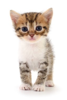 Beyaz arka planda izole edilmiş küçük kahverengi kedi yavrusu.