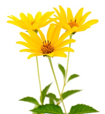 Beyaz arkaplanda üç sarı çiçek. 