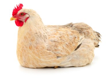 Beyaz tavuk beyaz, stüdyo çekimi