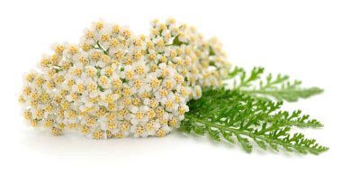 Yarrow fabrikasının yakın planı beyaz arkaplanda izole edildi. 