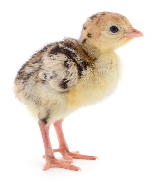 Beyaz arka planda izole edilmiş şirin yeni doğmuş tavuk hindisi..