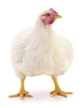 Beyaz tavuk beyaz, stüdyo çekimi