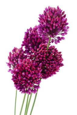 Beyaz arkaplanda izole edilmiş mor Allium çiçekleri.