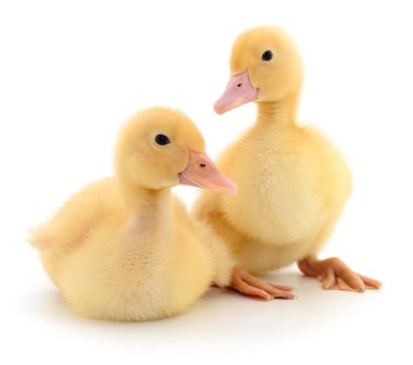 Beyaz bir arka plan ile temsil edilen iki ördek yavrusu