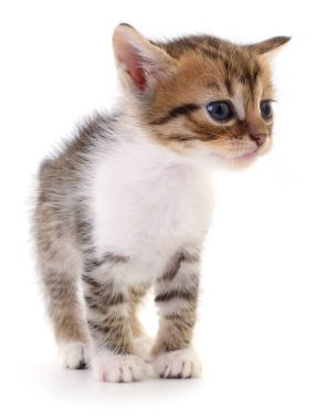 Beyaz arka planda izole edilmiş küçük kahverengi kedi yavrusu.