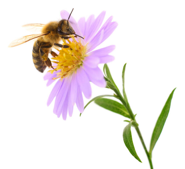 Honeybee and blue flower head isolated on a white background 