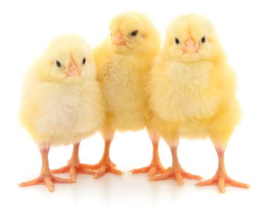 Beyaz arka planda izole edilmiş küçük civciv grubu.