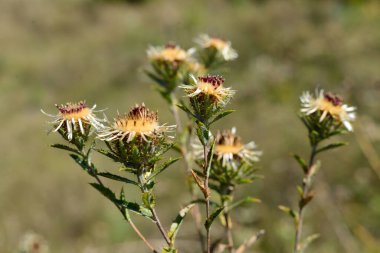 Güzel yaz arkaplanı tipik yaz başlangıcı..