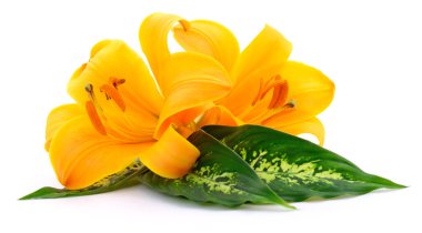 Beyaz arka planda izole edilmiş iki sarı zambak..