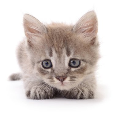 Beyaz arka planda izole edilmiş küçük gri kedi yavrusu.