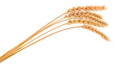 Beyaz arkaplanda yalıtılmış buğday kulakları.