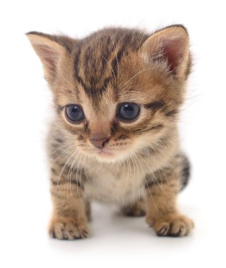 Beyaz arka planda izole edilmiş küçük kahverengi kedi yavrusu.