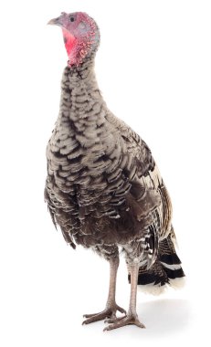 Siyah hindi beyaz arka planda izole edilmiş..