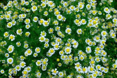 Yeşil çimenler ve çiçek açan papatyalar, baharda bir çimen..