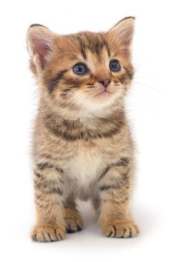 Beyaz arka planda izole edilmiş küçük kahverengi kedi yavrusu.