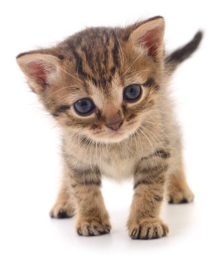 Beyaz arka planda izole edilmiş küçük kahverengi kedi yavrusu.