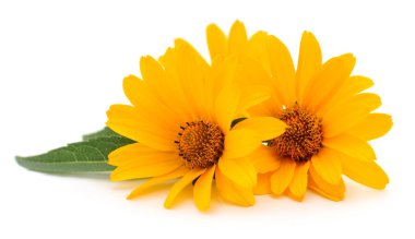 Beyaz arkaplanda iki sarı çiçek. 